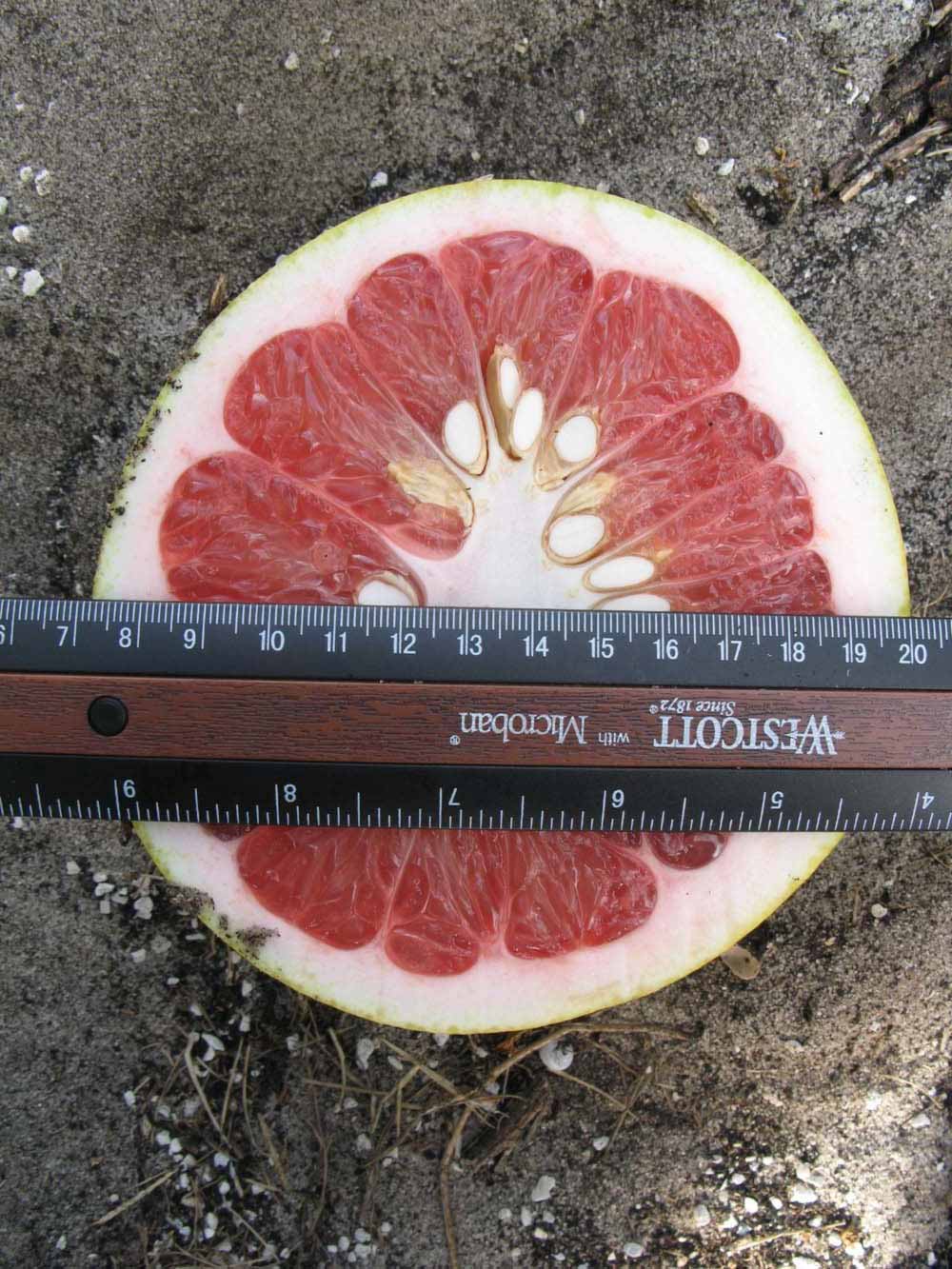            Fruit cross-section (Winter Haven, FL)   